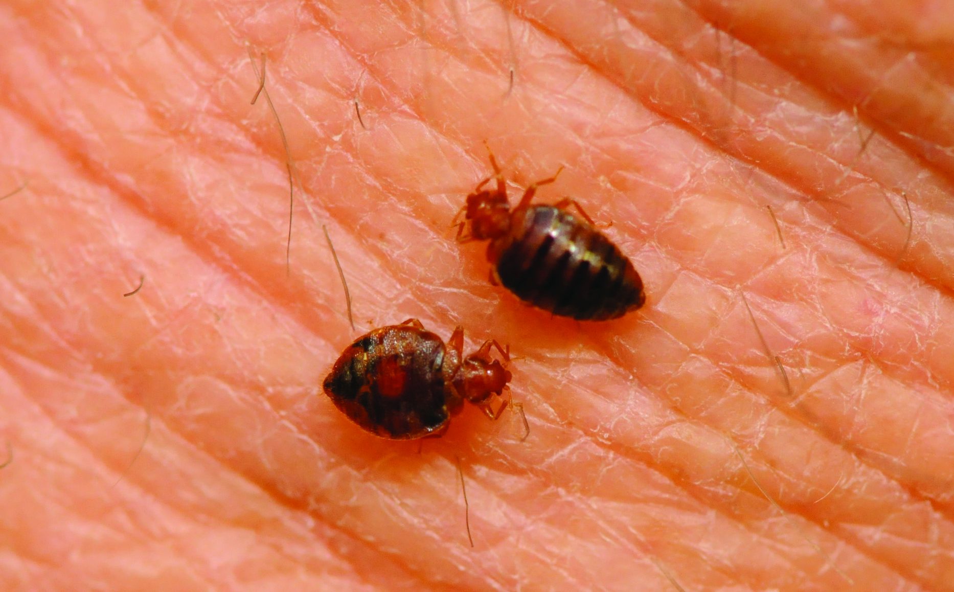 Cimici Del Letto Rimedi Naturali