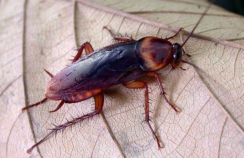 rimedi scarafaggi