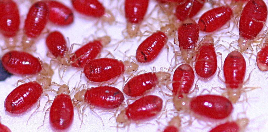 Power Intend somersault Migliore insetticida per cimici da letto di Novembre 2022 | BlogWorld